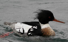 Red-breasted Merganser