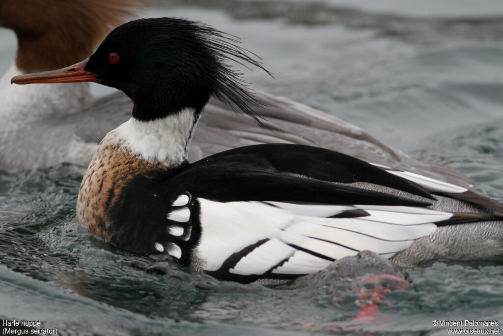 Red-breasted Merganser male adult