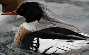 Red-breasted Merganser