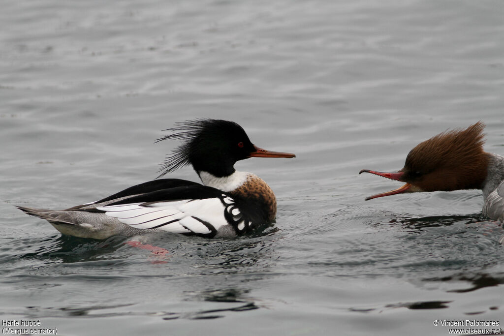 Red-breasted Merganser male adult