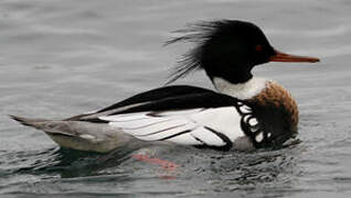 Red-breasted Merganser