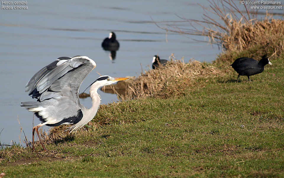 Grey Heron