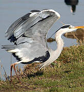 Grey Heron