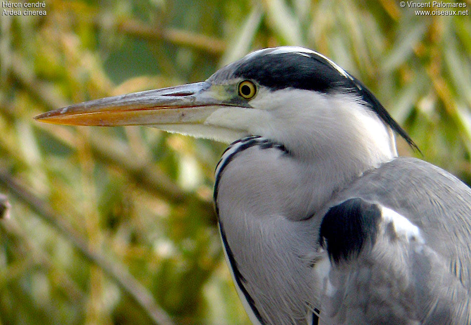 Grey Heron