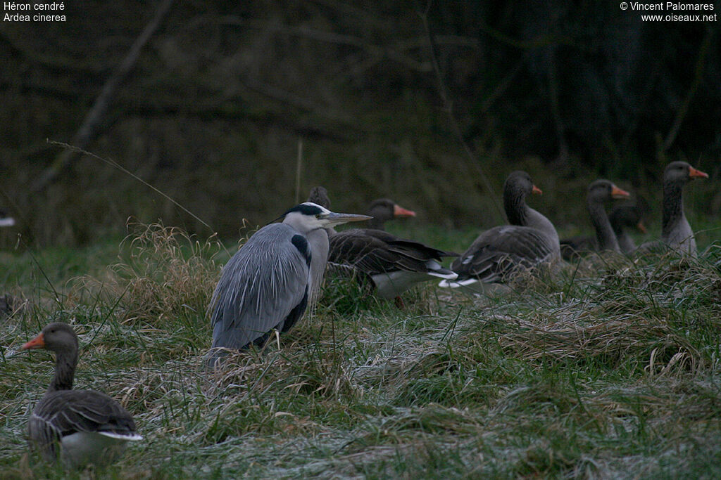 Grey Heron