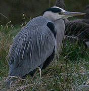 Grey Heron