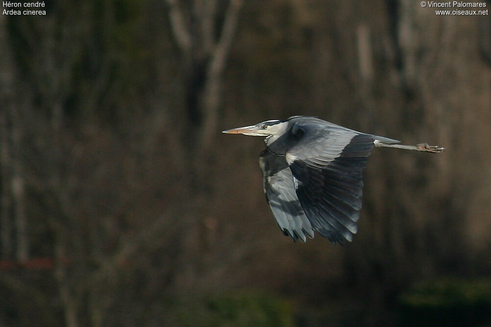 Grey Heron