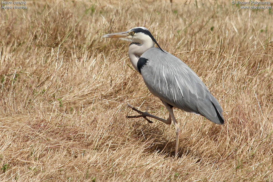 Grey Heron