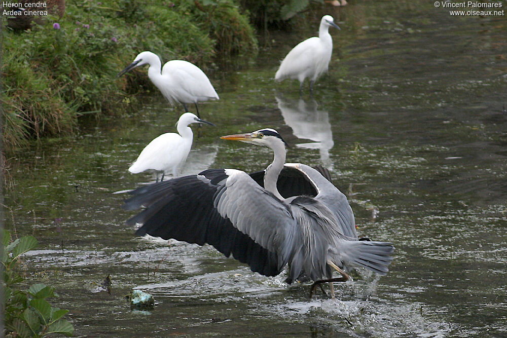 Grey Heron