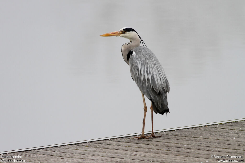 Grey Heronadult