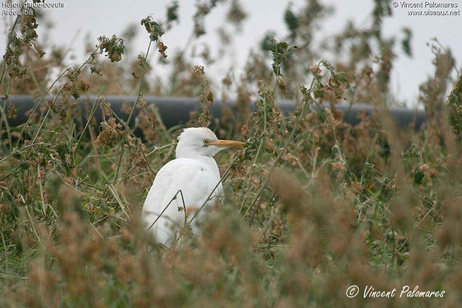 Western Cattle Egret