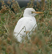 Western Cattle Egret