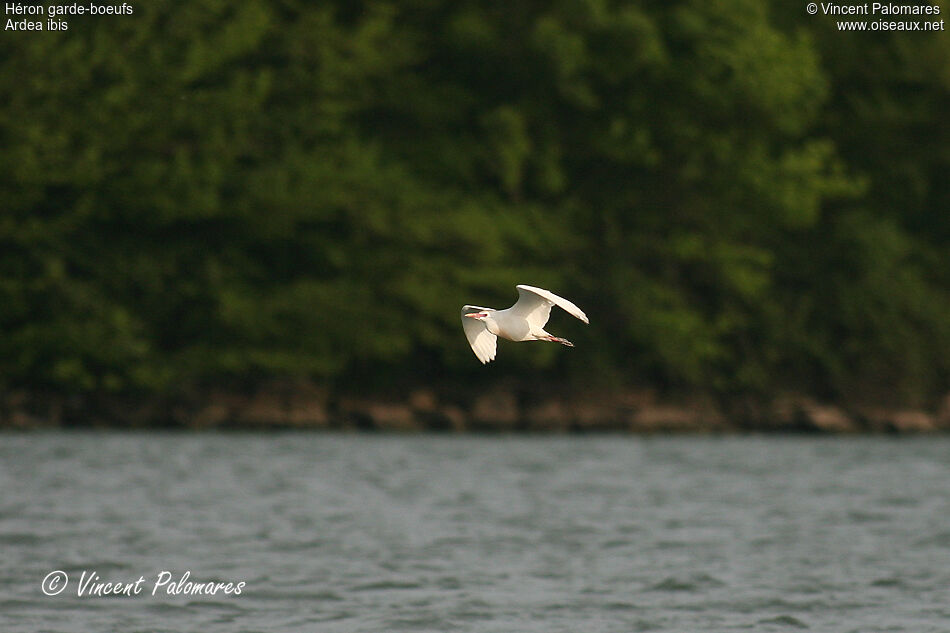 Western Cattle Egret