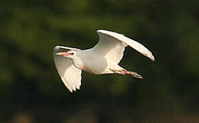 Western Cattle Egret