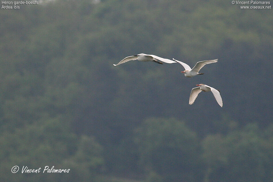 Western Cattle Egret