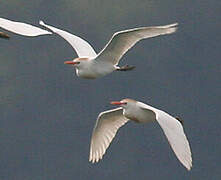 Western Cattle Egret