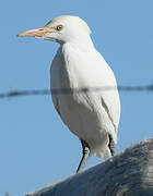 Western Cattle Egret