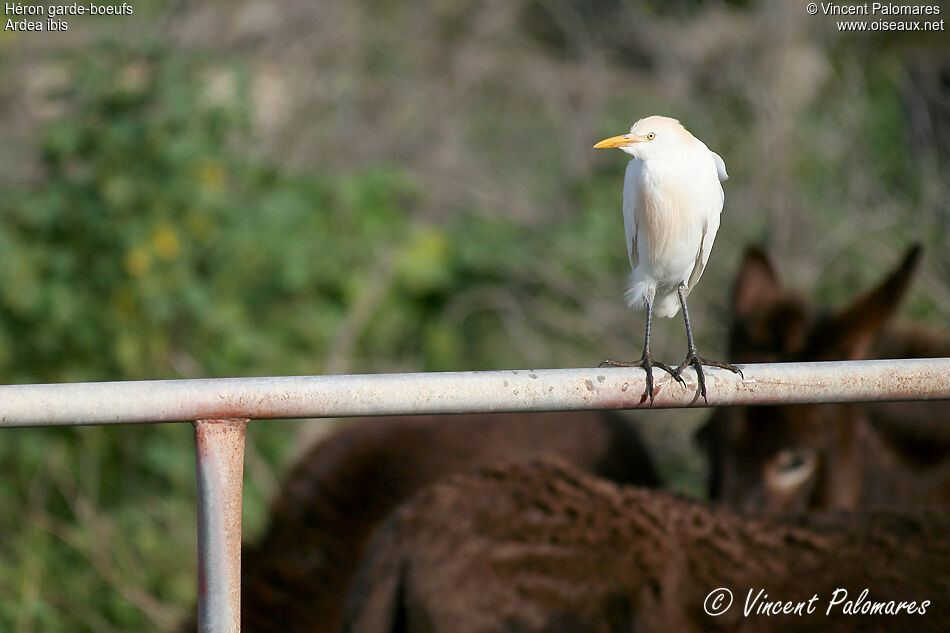 Western Cattle Egret