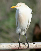 Western Cattle Egret