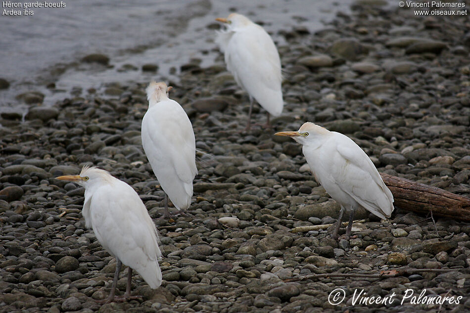 Western Cattle Egret