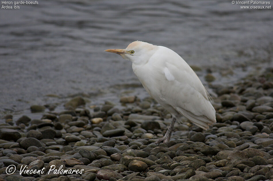 Western Cattle Egret