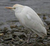 Western Cattle Egret