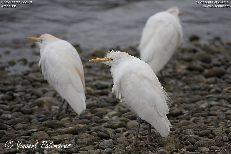 Western Cattle Egret