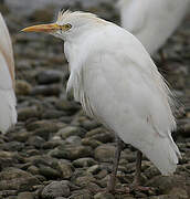 Western Cattle Egret