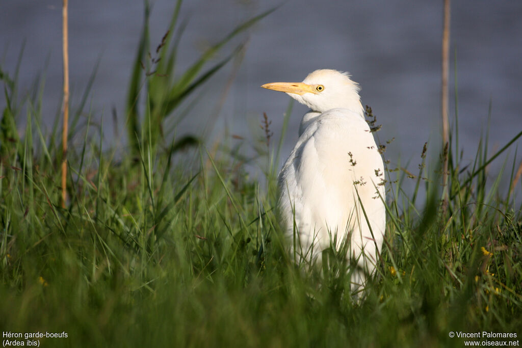 Western Cattle Egret