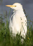 Western Cattle Egret