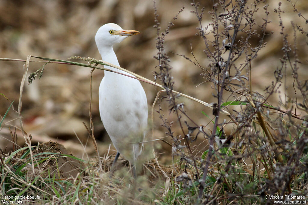 Western Cattle Egret