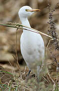 Western Cattle Egret