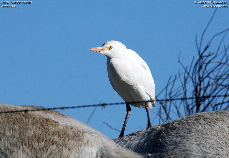 Western Cattle Egret