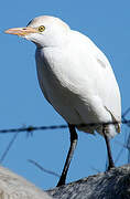 Western Cattle Egret