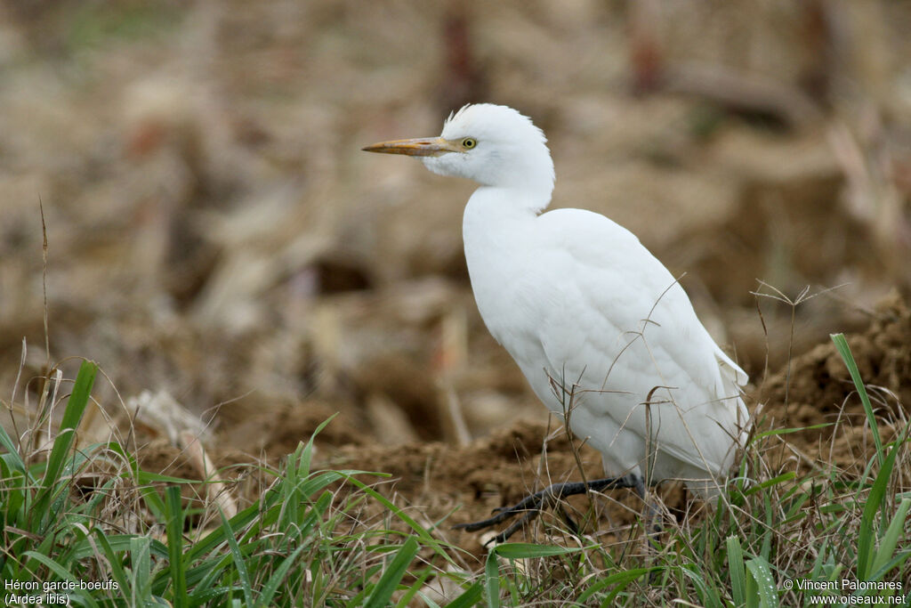 Western Cattle Egret