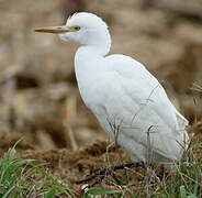 Western Cattle Egret