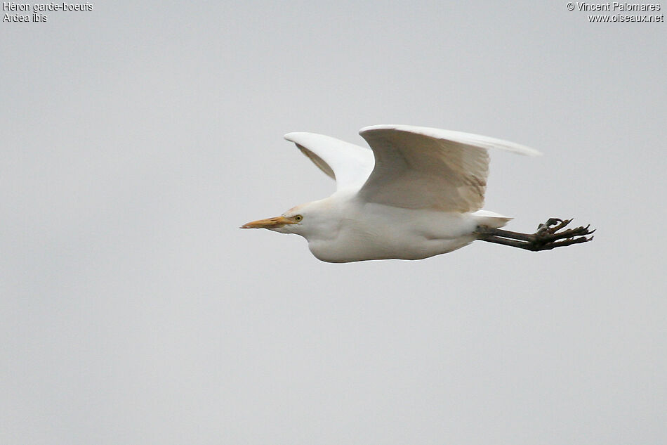 Western Cattle Egret