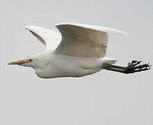 Western Cattle Egret