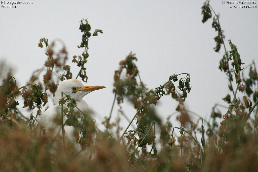 Western Cattle Egret