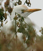 Western Cattle Egret