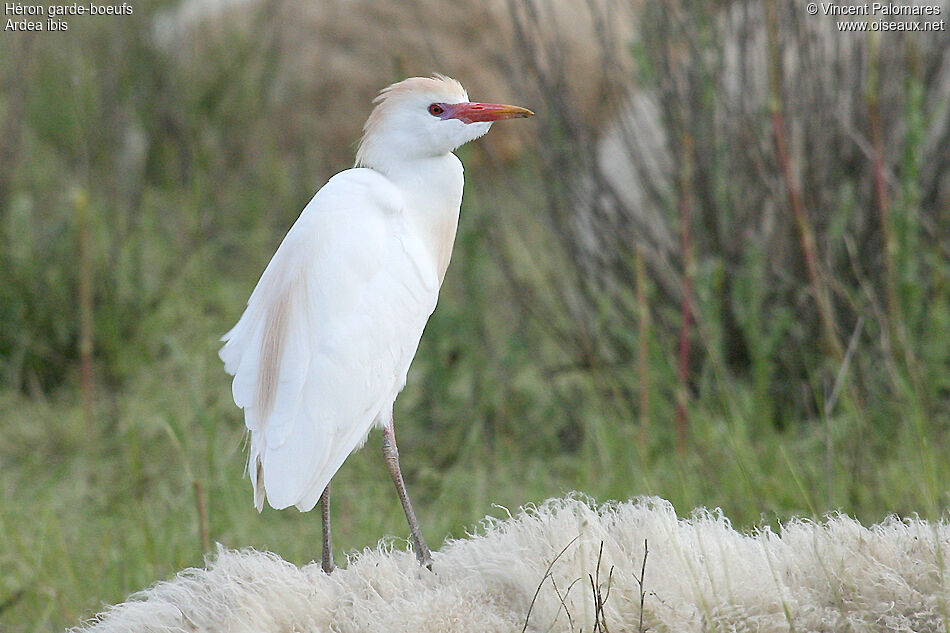 Western Cattle Egret