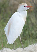 Western Cattle Egret