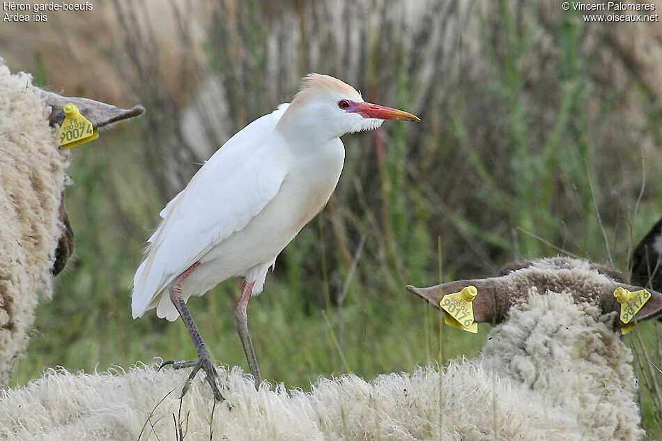 Western Cattle Egret