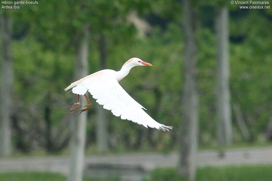 Western Cattle Egret