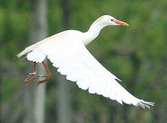 Western Cattle Egret