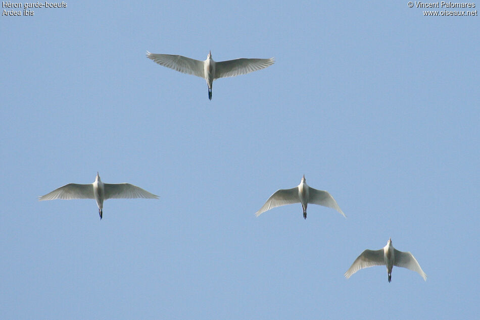 Western Cattle Egret