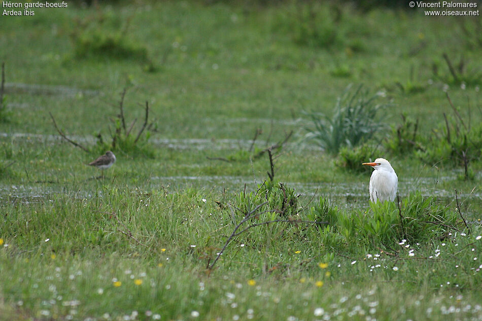 Western Cattle Egret