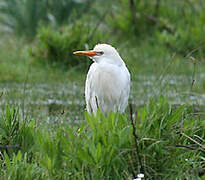 Western Cattle Egret