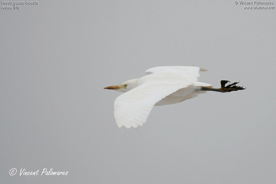 Western Cattle Egret