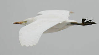 Western Cattle Egret